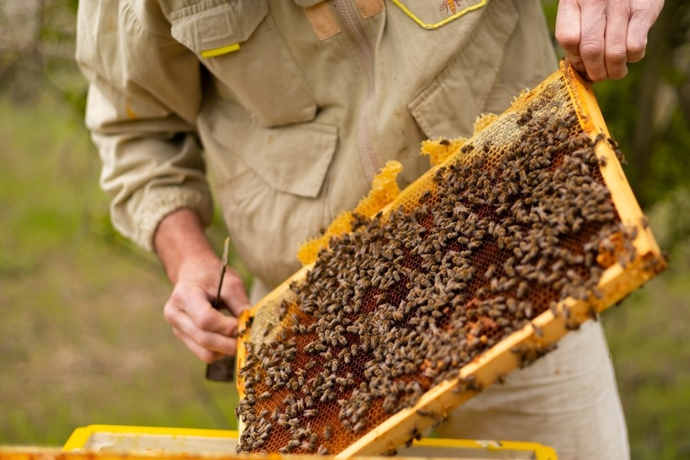 Descubre como empezar en la apicultura paso a paso